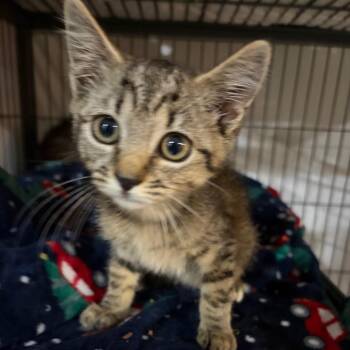 Twinkle Toes -  Domestic Short Hair Cat for Adoption in Waldorf, Maryland - Twinkle Toes | PetCurious