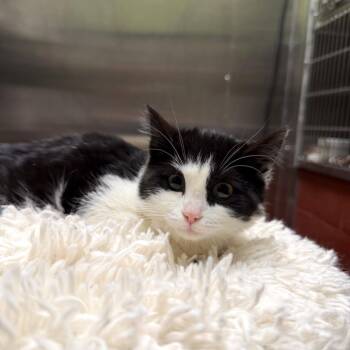 Domestic Short Hair Cats Available for Adoption - Lita | PetCurious