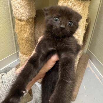 Domestic Short Hair Cats Available for Adoption in Pekin, Illinois - Blue Slushy | PetCurious