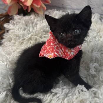 Breyers -  Domestic Short Hair Cat for Adoption in Harrisonburg, Virginia - Breyers | PetCurious