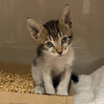 Engine -  Domestic Short Hair Cat for Adoption in Yuma, Arizona - Engine | PetCurious