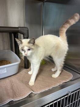 Howard -  Siamese Cat for Adoption in Metter, Georgia - Howard | PetCurious