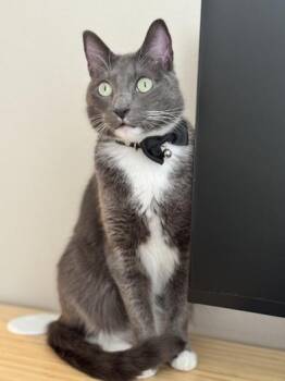 Domestic Short Hair and Siamese Cats Available for Adoption in Liverpool, Texas - Thunder | PetCurious