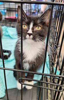 Baguette -  Domestic Short Hair Cat for Adoption - Baguette | PetCurious