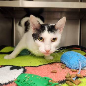 Fable -  Domestic Short Hair Cat for Adoption in Liberty, Missouri - Fable | PetCurious