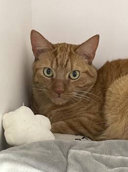 Carrot -  Domestic Short Hair Cat for Adoption in Ferndale, Michigan - Carrot | PetCurious