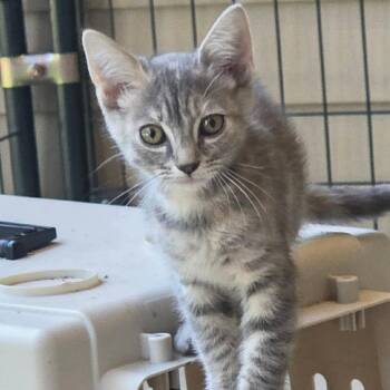 Sojourner -  Domestic Short Hair Cat for Adoption in Brownsboro, Alabama - Sojourner | PetCurious