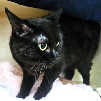 Pez -  Domestic Short Hair Cat for Adoption in Michigan City, Indiana - Pez | PetCurious