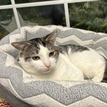 Domestic Short Hair Cats Available for Adoption in Oyster Bay, New York - Harry | PetCurious