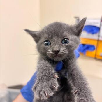 Ren -  Domestic Short Hair Cat for Adoption in Lynchburg, Virginia - Ren | PetCurious