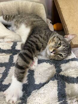Tater Tot and Dark -  Domestic Short Hair Cat Available for Adoption in Waltham, Massachusetts - Tater Tot And Dark | PetCurious
