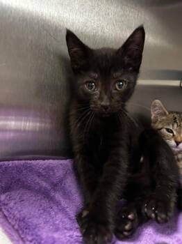 Dante -  Domestic Medium Hair Cat for Adoption in Raleigh, North Carolina - Dante | PetCurious