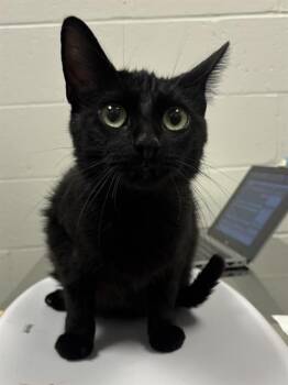 POPPY -  Domestic Short Hair Cat for Adoption in Indianapolis, Indiana - POPPY | PetCurious