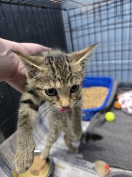 Ariel -  Domestic Short Hair Cat for Adoption in Evansville, Indiana - Ariel | PetCurious