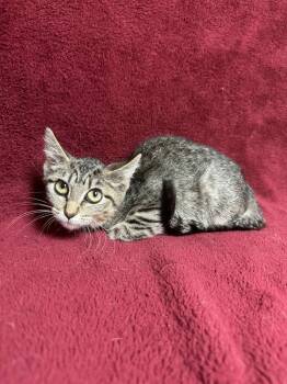 Rescue Domestic Short Hair Cats for Adoption in Waterloo, Iowa - Lainey | PetCurious