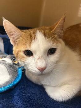 Tray -  Domestic Short Hair Cat for Adoption in Elyria, Ohio - Tray | PetCurious