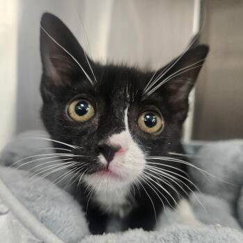 Guac -  Domestic Short Hair Cat for Adoption in Grantsville, Utah - Guac | PetCurious