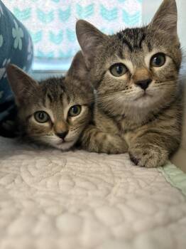 Ziggy -  Domestic Short Hair Cat Available for Adoption in Reston, Virginia - Ziggy | PetCurious