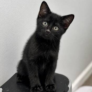 Domestic Short Hair Cats Available for Adoption in Pontiac, Michigan - Troy | PetCurious