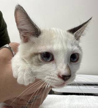 Weedle -  Snowshoe Cat for Adoption in Sacramento, California - Weedle | PetCurious