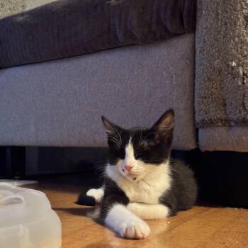 Blossom -  Domestic Medium Hair Cat for Adoption in San Francisco, California - Blossom | PetCurious