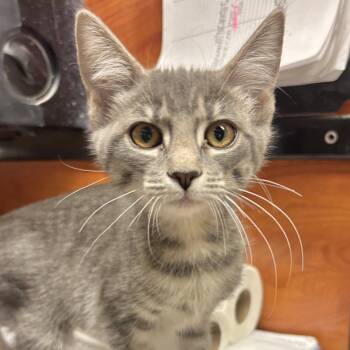 Dolly -  Domestic Short Hair Cat for Adoption in Sonora, California - Dolly | PetCurious