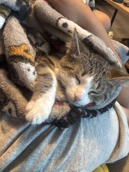 Squeak -  Domestic Short Hair Cat for Adoption in Walled Lake, Michigan - Squeak | PetCurious