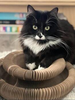 Luna -  Domestic Medium Hair Cat for Adoption in Wilmington, North Carolina - Luna | PetCurious