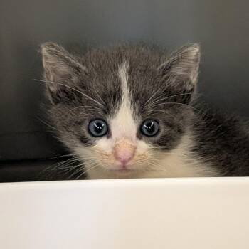 Garlic Parmesan -  Domestic Short Hair Cat for Adoption in Morganton, North Carolina - Garlic Parmesan | PetCurious