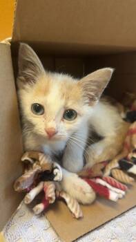 Rescue Domestic Short Hair Cats for Adoption in Athens, Ohio - Satsuma | PetCurious