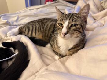 Rescue Domestic Short Hair Cats for Adoption - Camel Aka Wobbles | PetCurious
