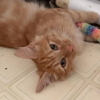 Scarecrow -  Domestic Medium Hair Cat for Adoption - Scarecrow | PetCurious