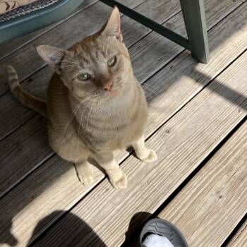 CHEEZIT THE LOVE BUG -  Tabby Cat Available for Adoption in Wimauma, Florida - CHEEZIT THE LOVE BUG | PetCurious