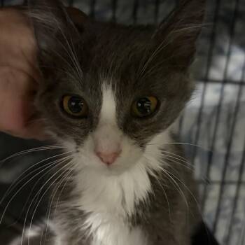 Harvard -  Domestic Short Hair Cat for Adoption in Waldorf, Maryland - Harvard | PetCurious