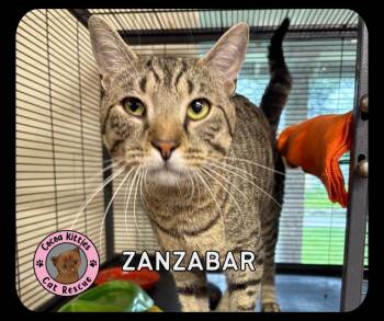 Zanzabar -  Domestic Short Hair Cat for Adoption in Hershey, Pennsylvania - Zanzabar | PetCurious