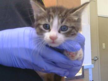 IBERIA -  Domestic Short Hair Cat for Adoption in Sacramento, California - IBERIA | PetCurious