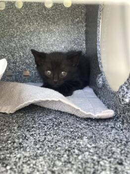 Domestic Short Hair Cats Available for Adoption in Dallas, Texas - DIOR | PetCurious
