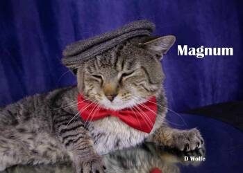 Magnum -  Tabby Cat for Adoption in York, Nebraska - Magnum | PetCurious
