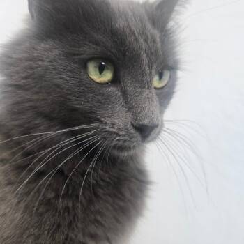 Domestic Medium Hair Cats Available for Adoption in Eagle Mountain, Utah - Duchess Tiner | PetCurious
