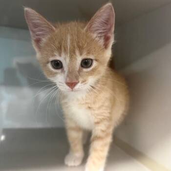 Honeydew -  Domestic Short Hair Cat for Adoption in Wheeling, Illinois - Honeydew | PetCurious