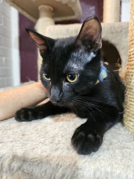 Rescue Domestic Short Hair Cats for Adoption in Frisco, Texas - Sunshine | PetCurious