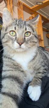 Domestic Short Hair Cats Available for Adoption - Astro Disastro | PetCurious