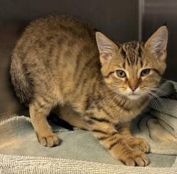 Rishon -  Domestic Short Hair Cat for Adoption in New Albany, Indiana - Rishon | PetCurious
