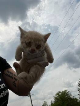 Domestic Short Hair Cats Available for Adoption in Fort Walton Beach, Florida - CHICKEN NUGGET SUPREME | PetCurious