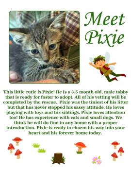 Rescue Domestic Short Hair Cats for Adoption in Clovis, New Mexico - Pixie | PetCurious