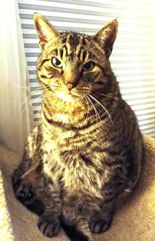 Domestic Short Hair Cats Available for Adoption - Allen/Dill Pickle | PetCurious