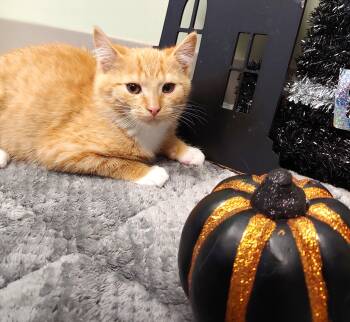 Rescue Domestic Short Hair Cats for Adoption in Belmont, New York - Ted | PetCurious