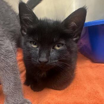 Domestic Short Hair Cats Available for Adoption in Walnut Creek, California - Nero | PetCurious