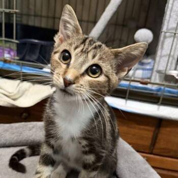 Luna -  Calico Cat for Adoption in Knoxville, Tennessee - Luna | PetCurious
