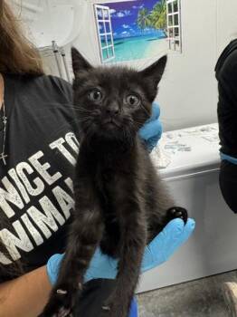 Domestic Short Hair Cats Available for Adoption in North Charleston, South Carolina - 06619B Nellie | PetCurious